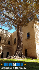 Ficus Gigante